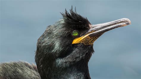 New Zealand's bird of the year competition flooded with votes for the shag, leaving organisers ...