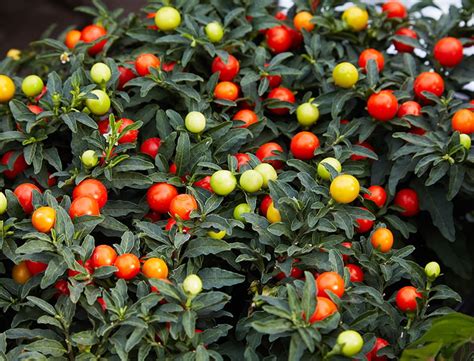 Jerusalem Cherry Care: How to Grow “Solanum pseudocapsicum”