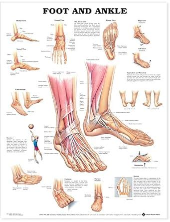 Amazon.com: Foot and Ankle Anatomical Chart: Anatomical Chart Company: Industrial & Scientific