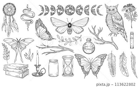 Mystical forest set. Vector illustration of owl...のイラスト素材 [113622802 ...