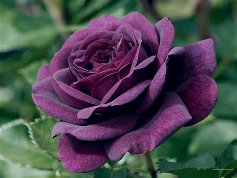 Purple Rose Flower - The Variations Available and Their Significances