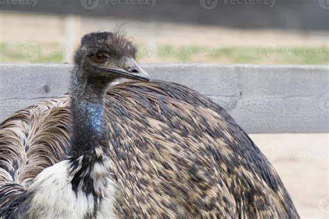 Ostrich farm, a bird close up 2965110 Stock Photo at Vecteezy