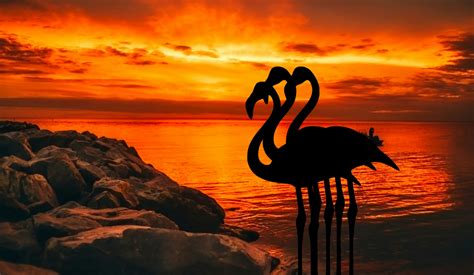 Flamingo, Dusk, Sunset, Free Stock Photo - Public Domain Pictures