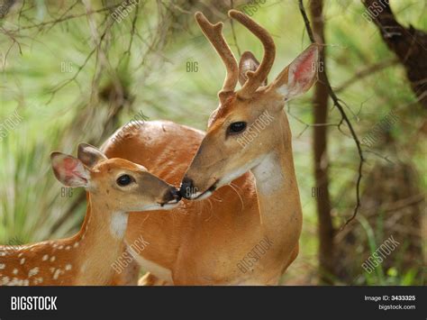 Whitetail Buck Fawn Image & Photo (Free Trial) | Bigstock