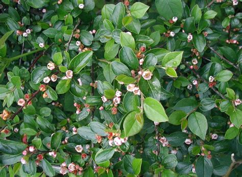 Cotoneaster: How to Plant, Grow, and Care Cotoneaster?