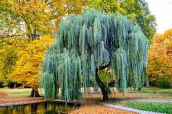 how to kill a weeping willow tree without cutting it down - Travis Polk