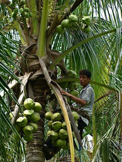 1784: Harvesting Coconuts