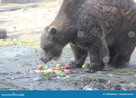 Grizzly Bear Walking Ursus Arctos in Canada Stock Photo - Image of full, angry: 108608636