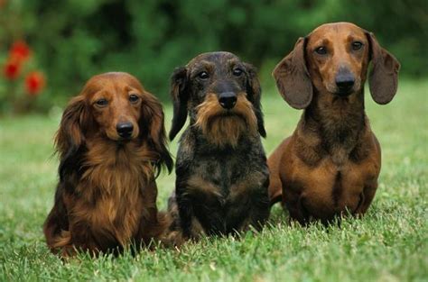 660+ Long Haired Dachshund Stock Photos, Pictures & Royalty-Free Images - iStock