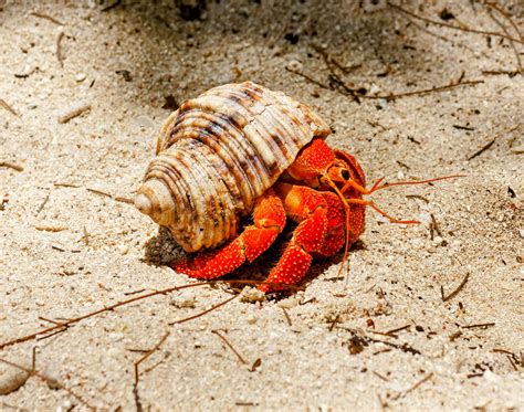 Crab shells could help pave the way for sustainable electronics - Earth.com