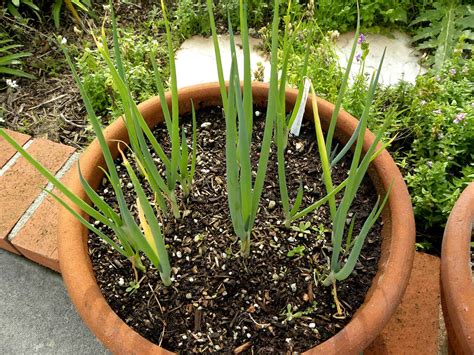 How to Grow Spring Onions - Back Gardener