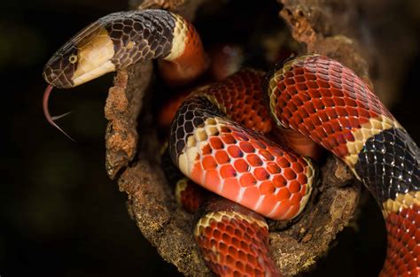 Are Coral Snakes Venomous Or Poisonous? - Reptile School