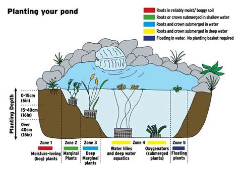 How to plant up a pond | Thompson & Morgan