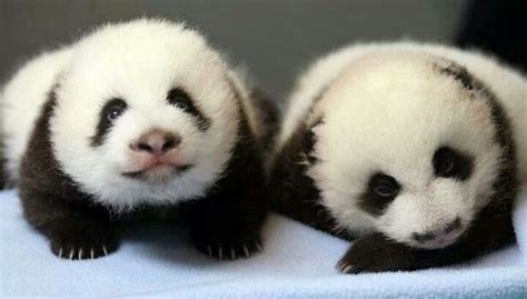 Baby Panda twins at Atlanta Zoo. | Cute Animals | Pinterest