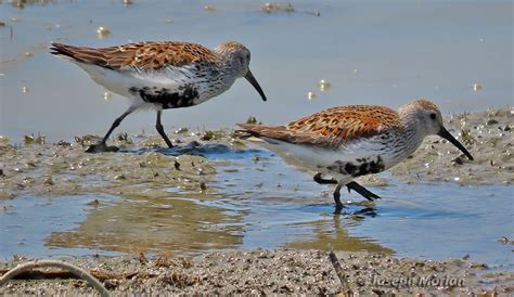 Dunlin | BirdForum