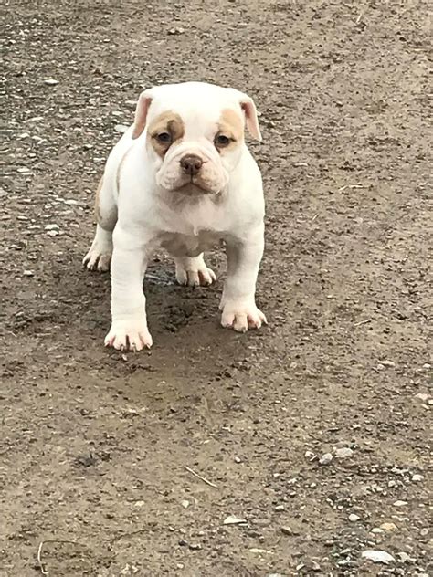 American Bulldog Puppies For Sale | Philadelphia, PA #272586