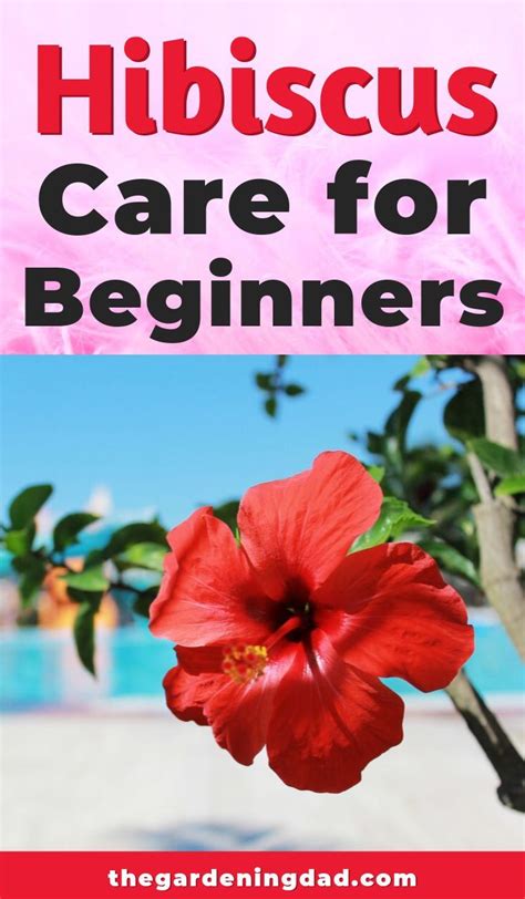 Ultimate Guide to Hibiscus Care Indoors - The Gardening Dad | Growing hibiscus, Hibiscus plant ...