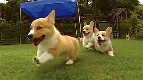 Corgi Puppies Playing In Slow Motion Are Gloriously Cute