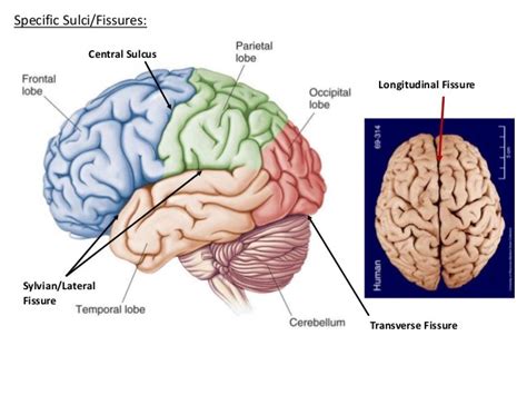 Grooves in the brain Diagram | Quizlet