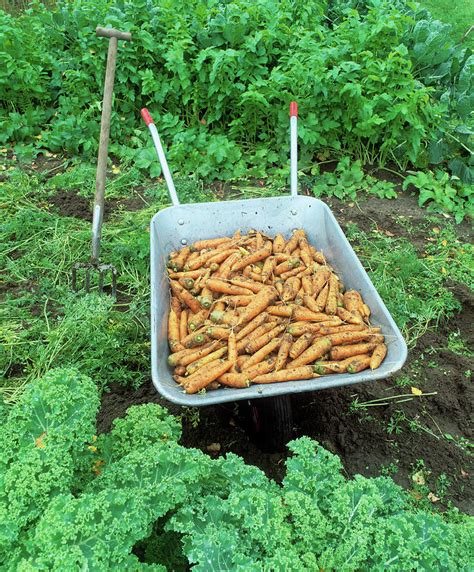 Carrot Harvest Photograph by Bjorn Svensson/science Photo Library - Pixels