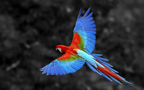 nature, Animals, Birds, Parrot, Selective Coloring, Macaws Wallpapers HD / Desktop and Mobile ...