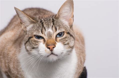 8 Cat Sounds and What They Mean | petMD