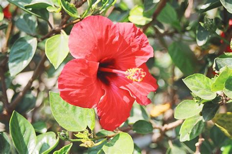 File:Flower Hibiscus Sabdariffa.jpg - Wikimedia Commons