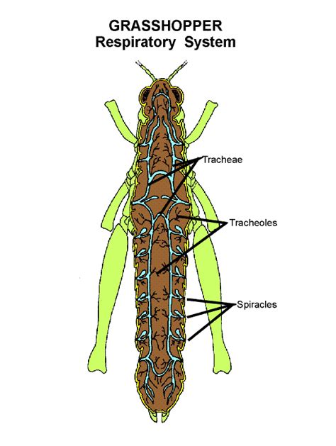 Grasshopper Respiratory System (respir) | Entomology | Nebraska