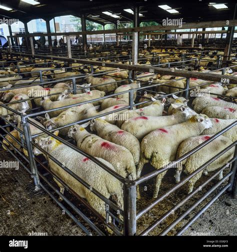 Sheep market. Melton Mowbray. Leicestershire. UK Stock Photo - Alamy