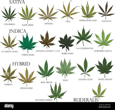 Types of weed. Sativa, Indica, Hybrid and Ruderalis cannabis leaves in ...