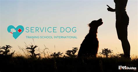 Service Dog Training School International Review [2024 Upd.]