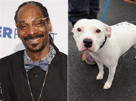 Snoop Dogg Wants To Adopt Dog Named Snoop Dogg – Joyride Harness