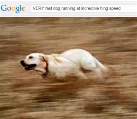 Original | Very Fast Doggo Running at Incredible Hihg Speed | Know Your ...