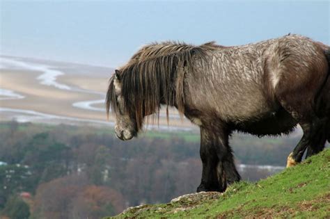 Carneddau ponies- wildlife warriors from Snowdonia National Park | PONT