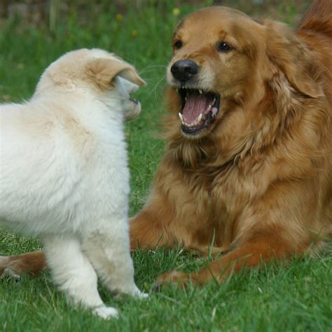 Golden Retrievers play | Golden Retriever | Rob Kleine | Flickr