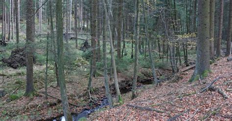 The Massacre in the Arnsberg Forest: Nazi crimes perpetrated on Russian ...