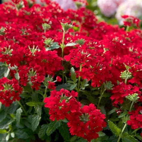 Southern Living Plant Collection 2.5 Qt. Endurascape Red Verbena - Perennial Plant with Clusters ...