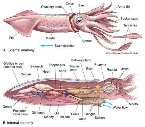 Squid Anatomy | Marine biology, Zoology, Animal science