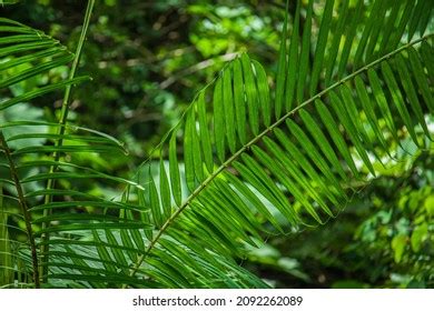 Rattan Leaves Tropical Forest Aceh Besar Stock Photo 2092262089 | Shutterstock