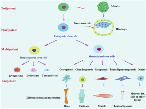 Totipotent cells defined, totipotent vs pluripotent vs multipotent stem ...