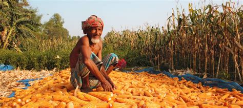 Why corn is becoming a popular crop in northern Bangladesh | World ...