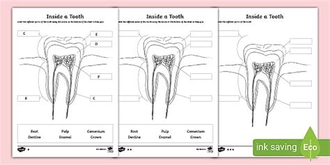 Inside a Tooth Labelling Worksheet (teacher made) - Twinkl