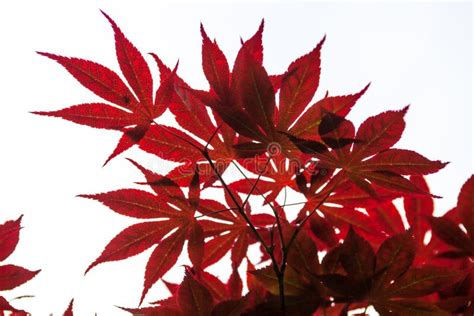 Pink Leaves Of The Japanese Maple (Acer Palmatum) Stock Image - Image ...