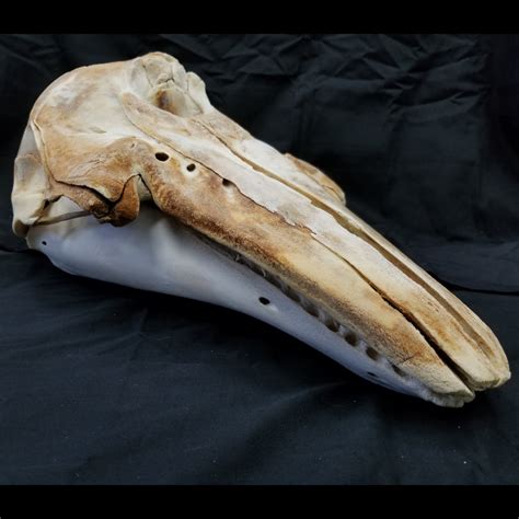 Beluga Whale Skull (CLEARANCE) | SkullStore Inc.