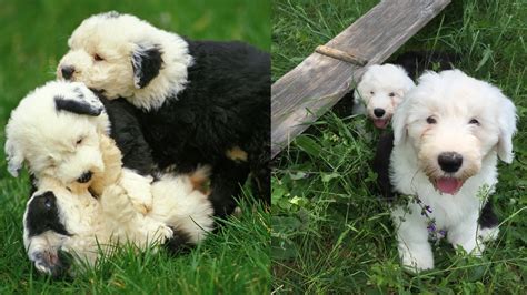 Old English Sheepdog Pregnancy: What to Expect - Quantarum Pets | Your ultimate pet guide