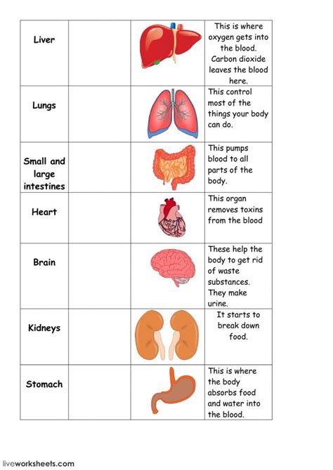 Human Body Systems Worksheets Pdf