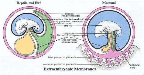 Human embryonic development - BIOLOGY4ISC