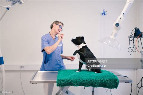 Animal Doctor Takes Care Of Dog High-Res Stock Photo - Getty Images