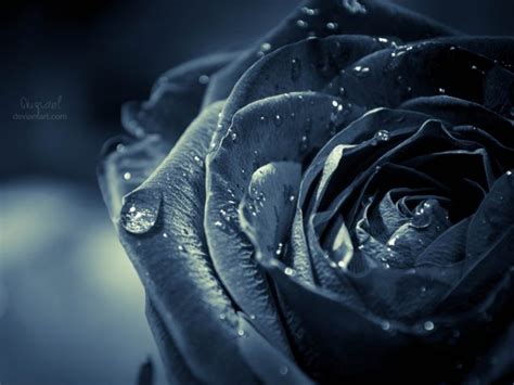 Black Rose Wallpaper HD 34448 - Baltana