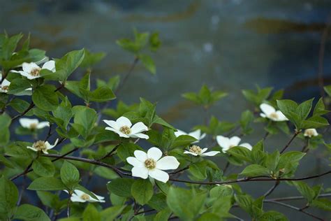 Around California: Dogwood